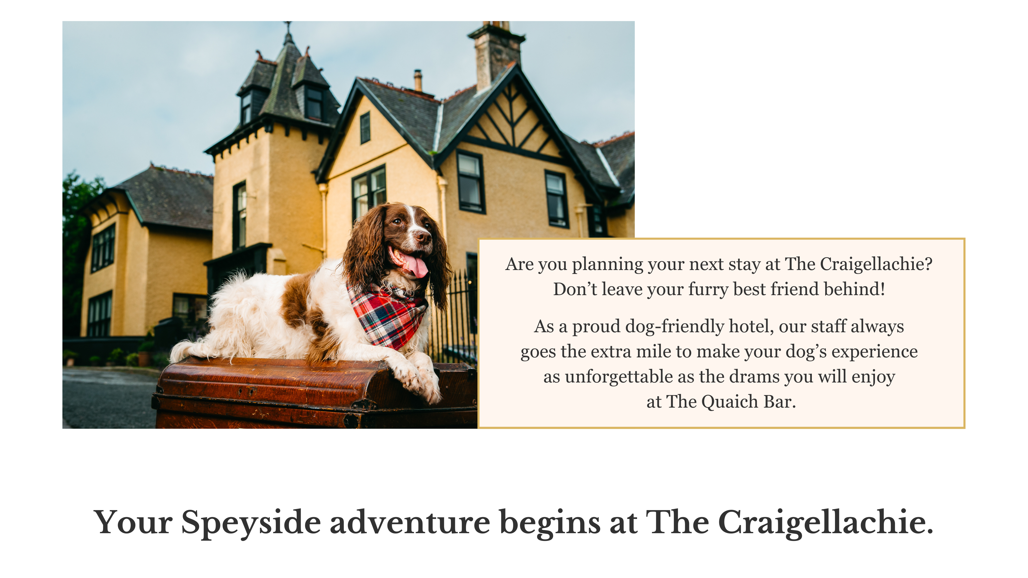 Are you planning your next stay at The Craigellachie? Don’t leave your furry best friend behind! As a proud dog-friendly hotel, our staff always goes the extra mile to make your dogs feel at home. The Craigellachie Bridge beach and the Speyside Way are just a two-minute walk away, offering the perfect backdrop to make your dog’s adventure as unforgettable as the finest drams you will enjoy at The Quaich Bar.